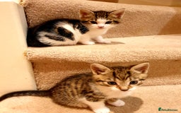 Mixed Breed cats for sale: Adorable trio of kittens  - Image 12
