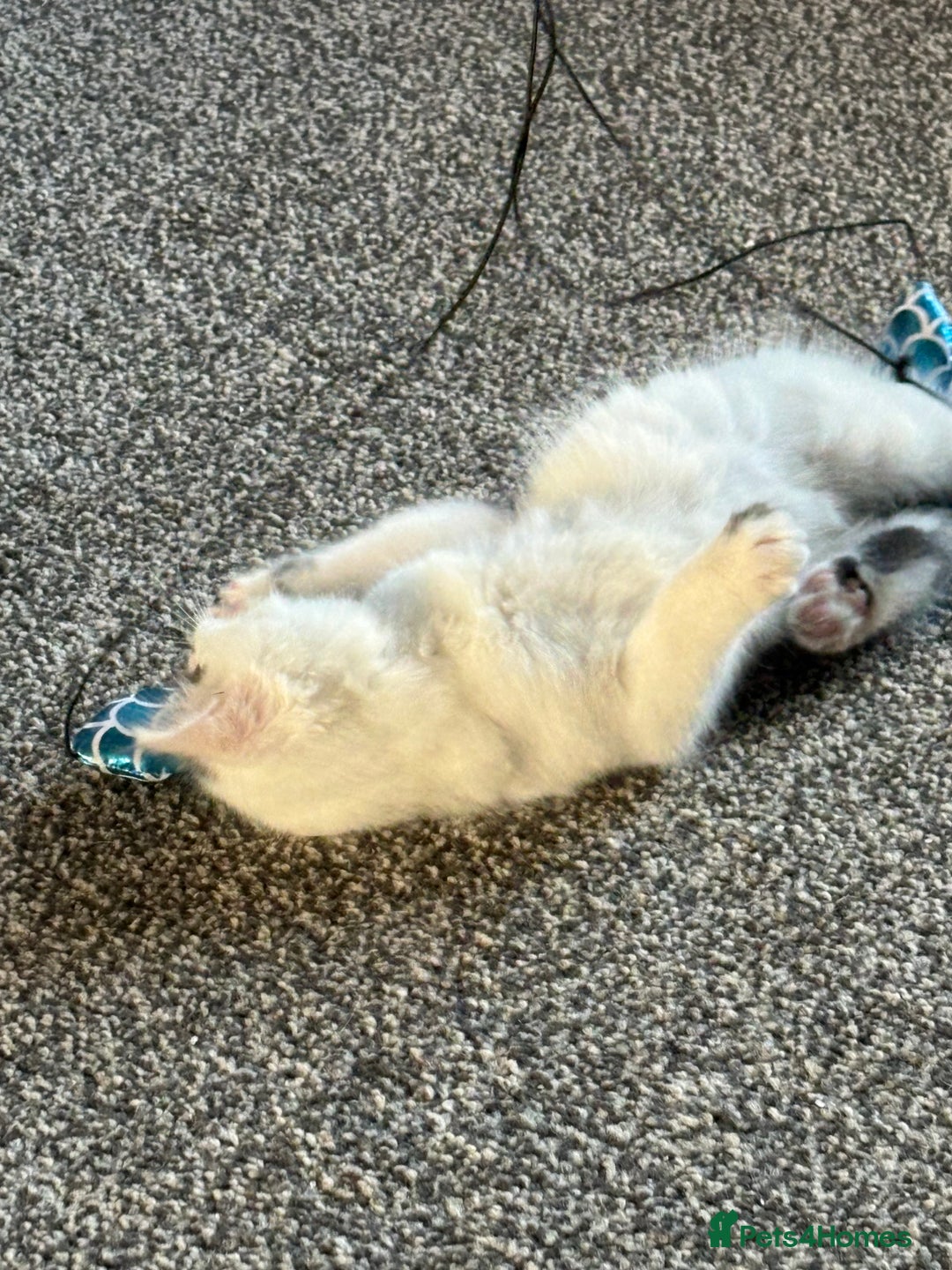 Mixed Breed cats for sale: Lovely kitten - Advert 2