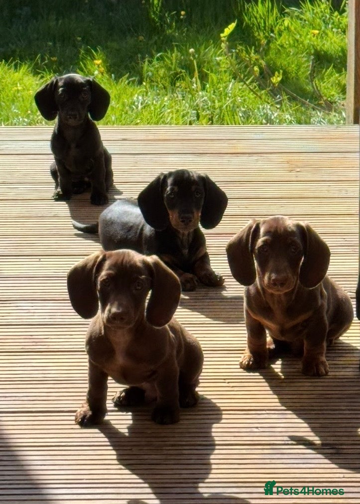 Miniature Dachshund dogs *Two boys left* Short Hair Mini Dachshund Puppies - Advert 4