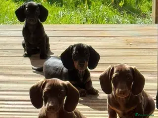 Miniature Dachshund dogs *Two boys left* Short Hair Mini Dachshund Puppies - Advert 4