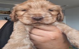 Cocker Spaniel dogs for sale: 🐾pedigree Show cocker spaniel🐾 - Image 15