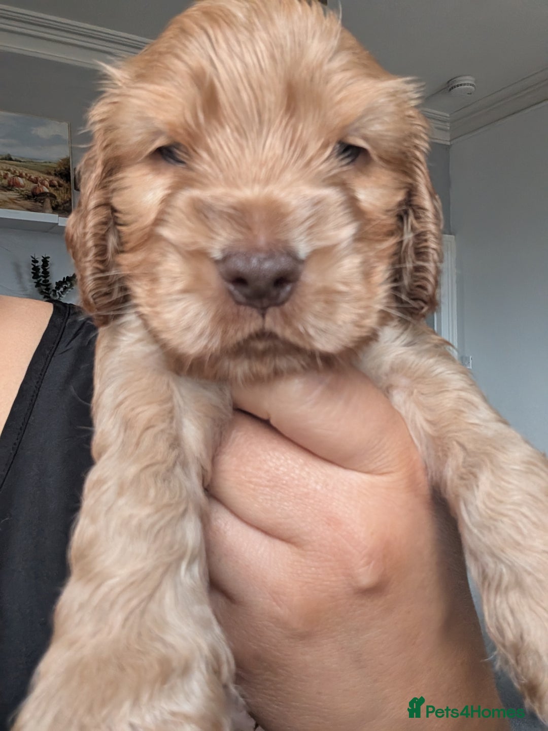 Cocker Spaniel dogs for sale: 🐾pedigree Show cocker spaniel🐾 - Image 15