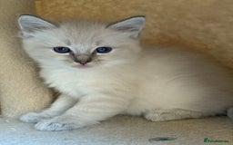 Ragdoll cats for sale: 5 beautiful GCCF Ragdoll kittens - Image 32