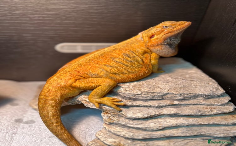 Dragon reptiles - Advert 1