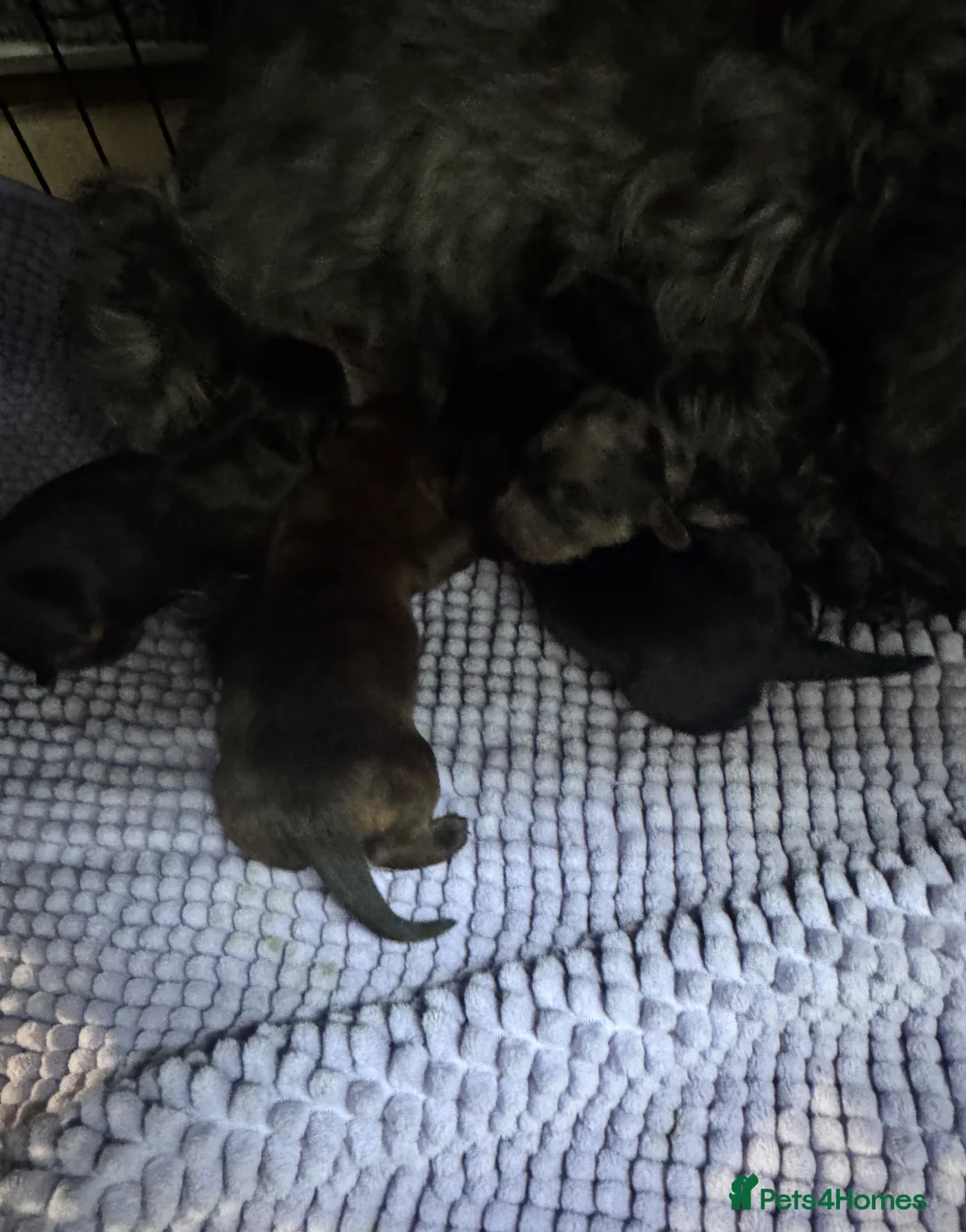 Yorkiepoo dogs for sale: Gorgeous litter of yorkipoos - Advert 14