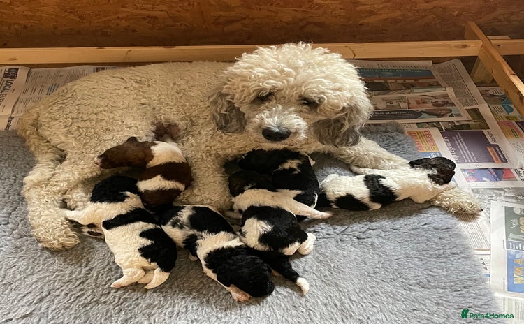 Mixed Breed dogs - Advert 1