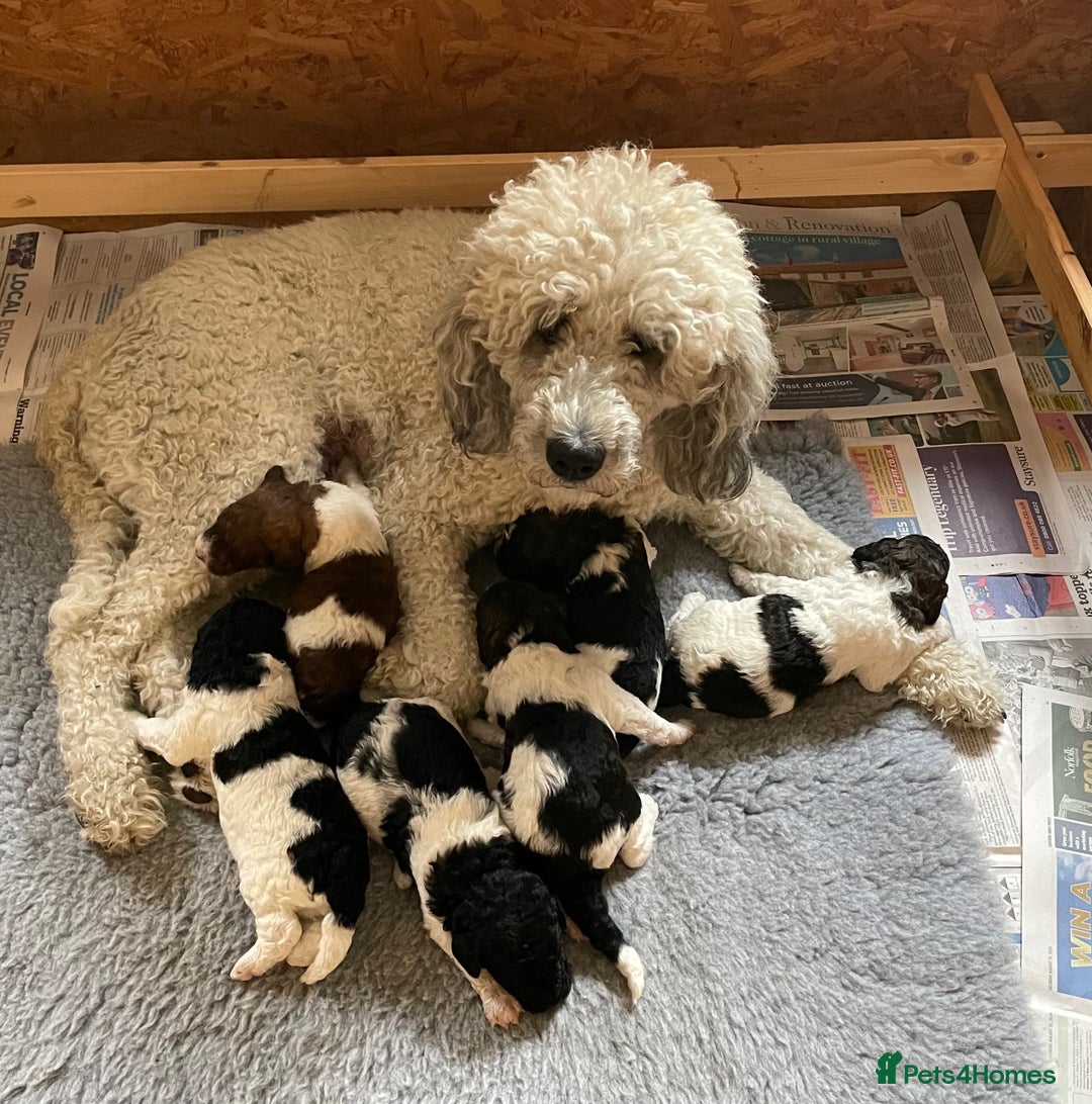 Mixed Breed dogs for sale: St Berdoodle ( St Bernard x Standard poodle) - Image 1