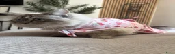 Ragdoll cats for sale: Adult male ragdoll x persian - Advert 9
