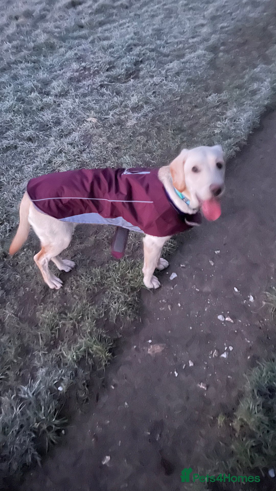 Labrador Retriever dogs for sale: Labrador female puppy 8 months old  - Advert 3