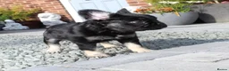 French Bulldog dogs for sale: Fluffy frenchie pups - Advert 8