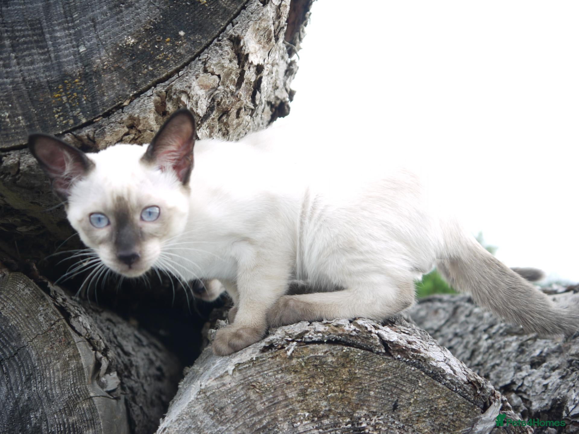 Siamese cats Adorable Siamese Kittens - Advert 2
