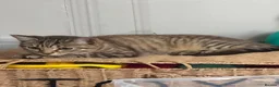 British Shorthair cats for sale: 4 month old Male tabby kitten in Birmingham - Advert 4