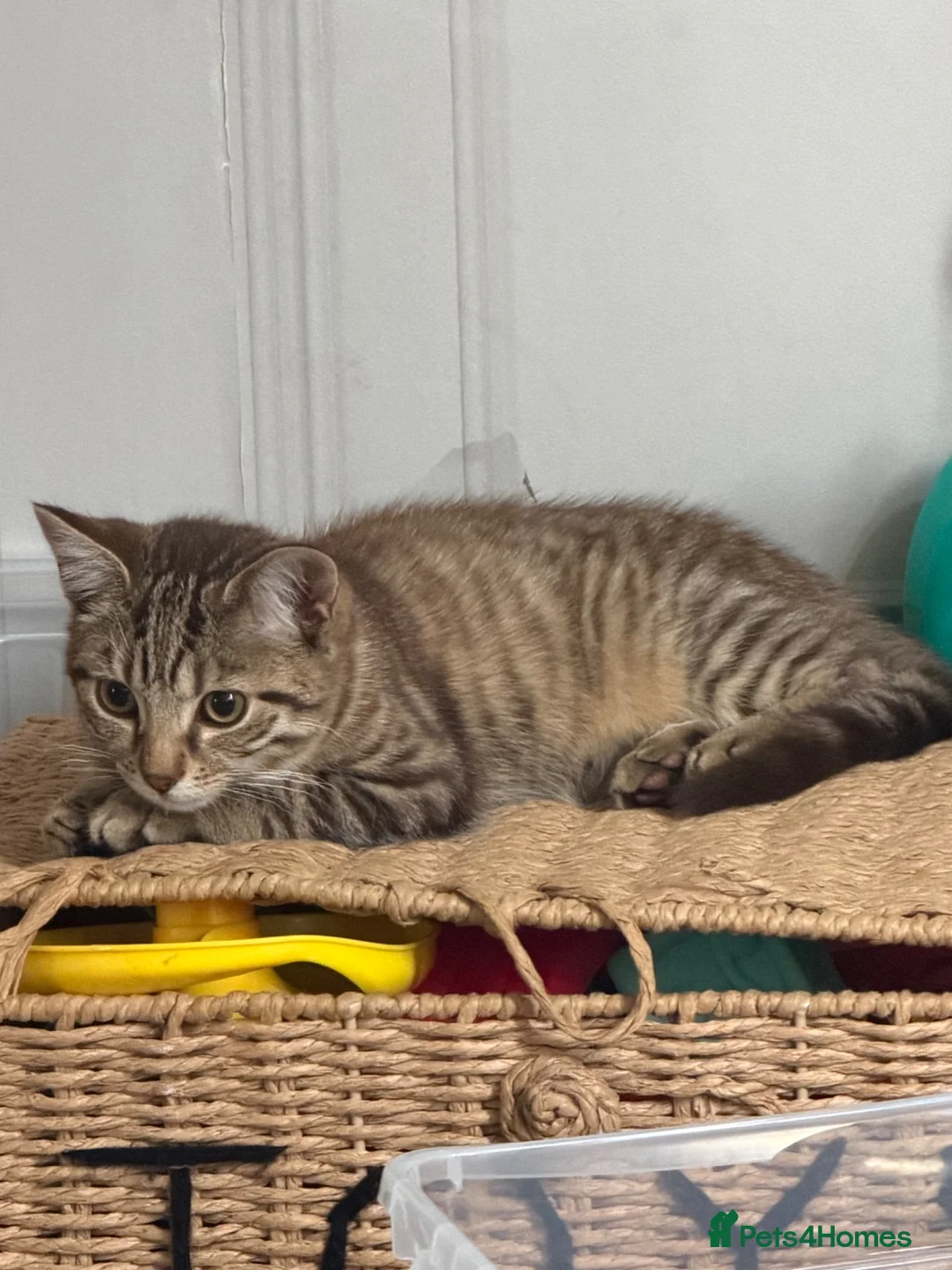 British Shorthair cats for sale: 4 month old Male tabby kitten in Birmingham - Advert 4