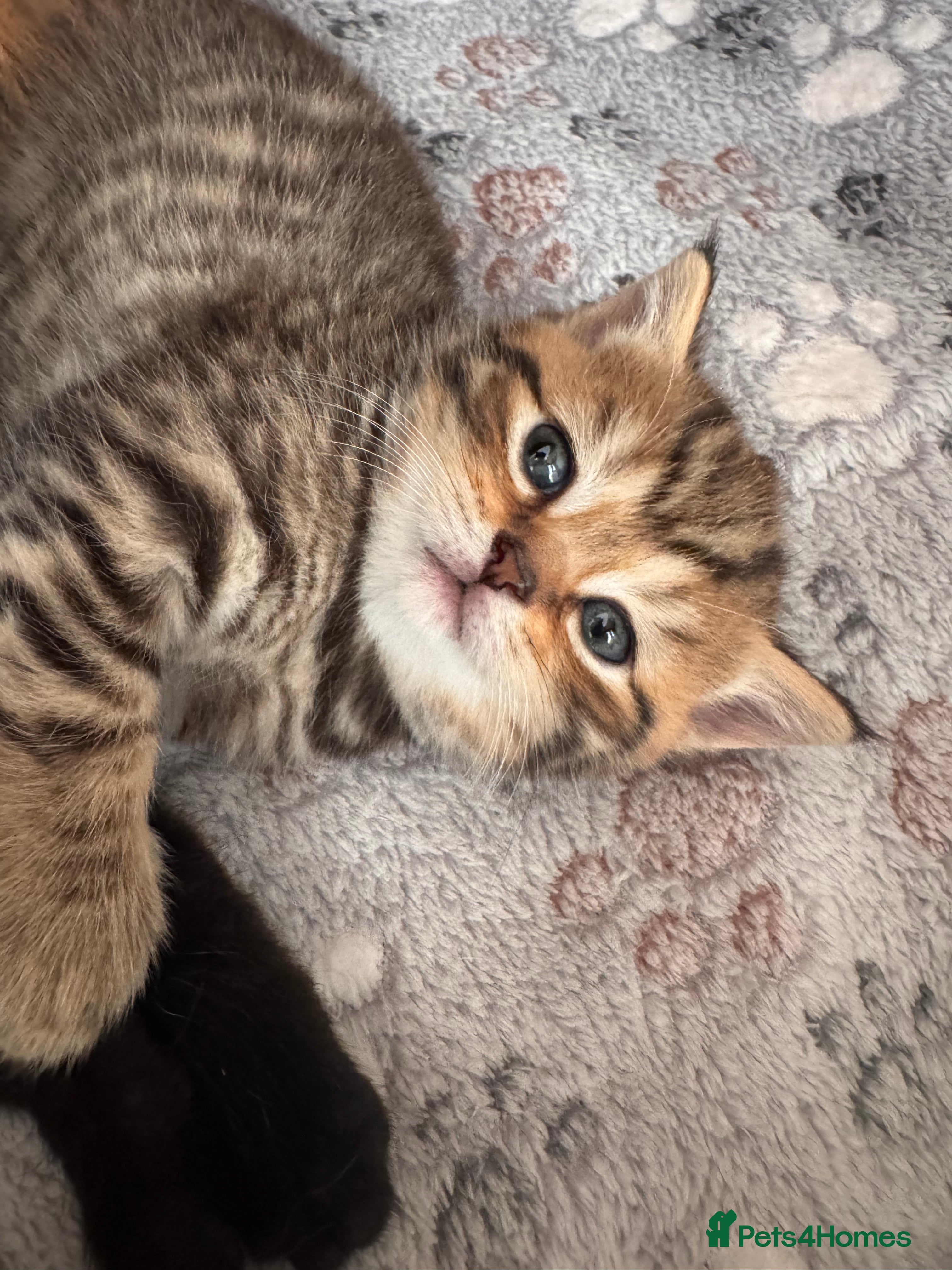 British Shorthair cats Purebred British Shorthair Kittens - Advert 2