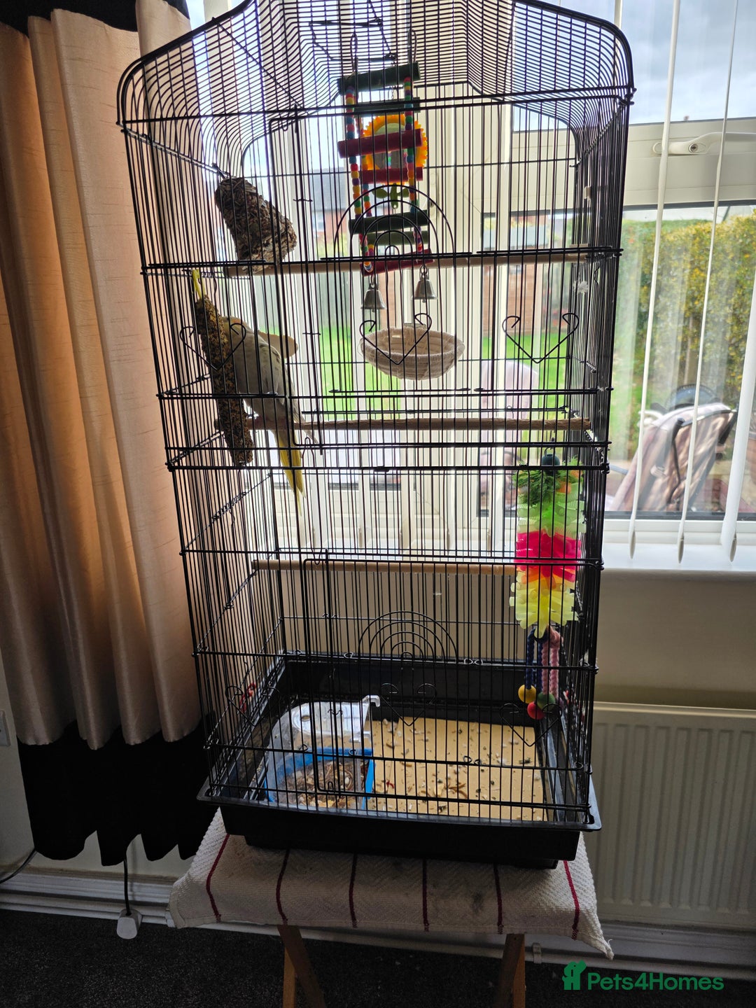 Cockatiels birds for sale: Lovely cocktail  - Image 2
