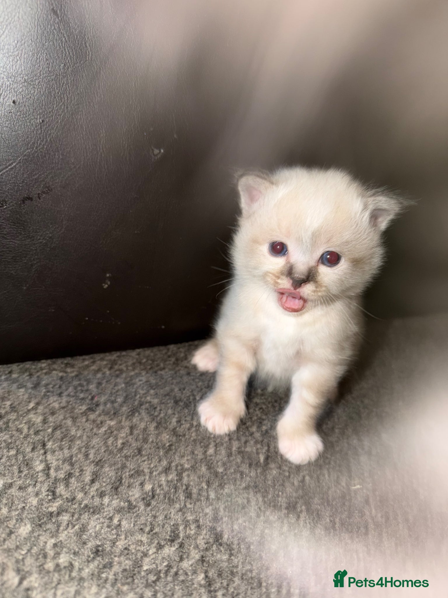 Birman cats for sale: Birman male kitten - Advert 4