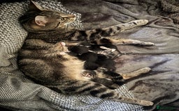 Domestic Shorthair cats for sale: X3 kittens for sale all male  - Image 5