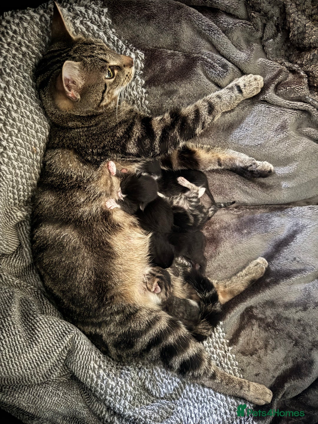 Domestic Shorthair cats for sale: X3 kittens for sale all male  - Image 5