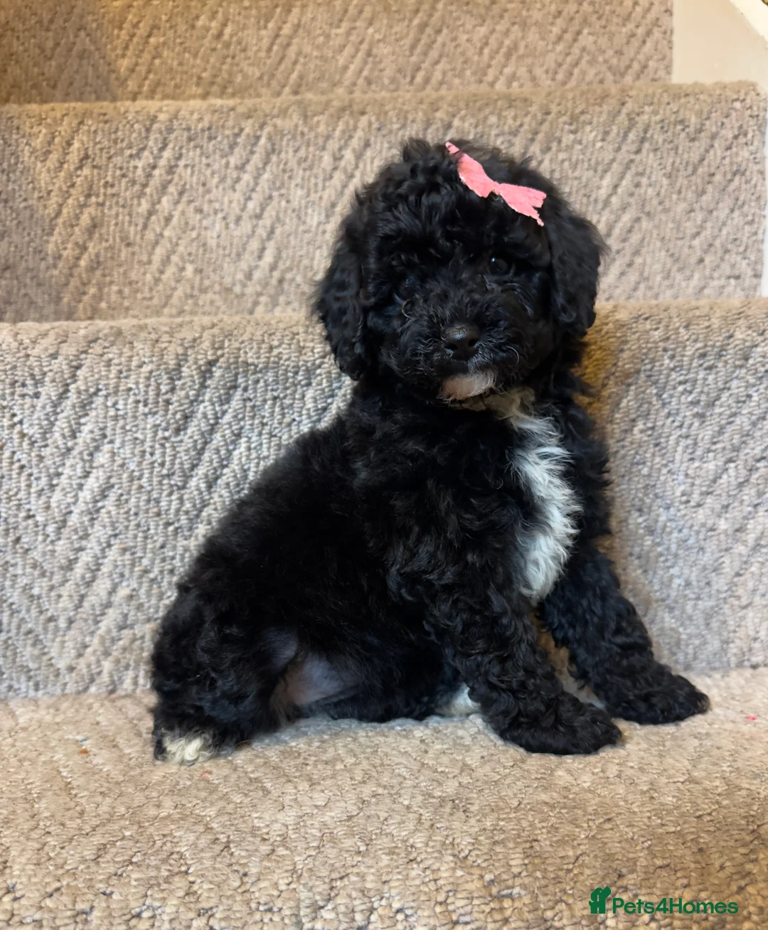 Poochon dogs for sale: Poochon pups 🩷🩵 - Advert 1