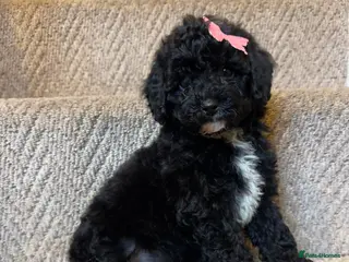 Poochon dogs Poochon pups 🩷🩵 - Advert 5