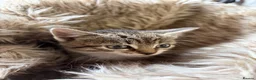 Mixed Breed cats for sale: Beautiful tabby and ghost tabby kittens  - Advert 11