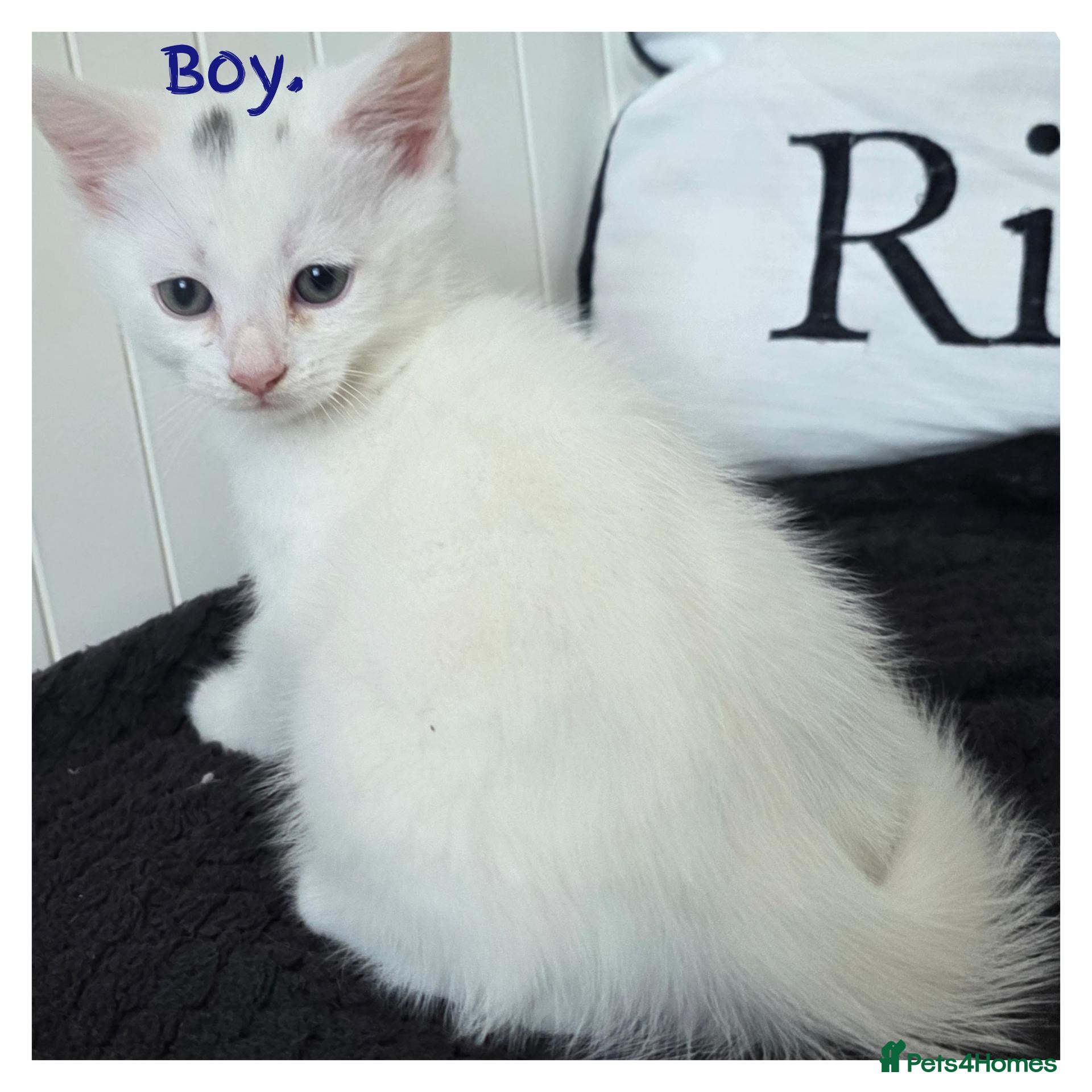Mixed Breed cats  💚Ragdoll x domestic💜1 male kitten available 🩵 - Advert 16