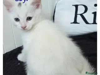 Mixed Breed cats 💚Ragdoll x domestic💜1 male kitten available 🩵 - Advert 16