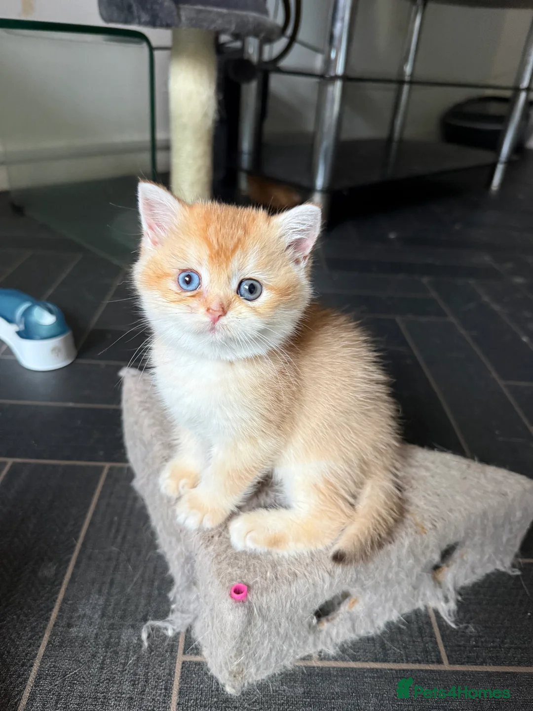 British Shorthair cats for sale: GCCF reg BSH Last Black Golden Female Kitten - Advert 15