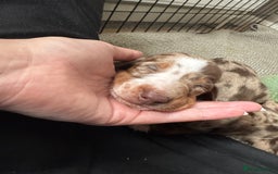 Miniature Dachshund dogs for sale: Miniature dachshund puppies  - Image 3