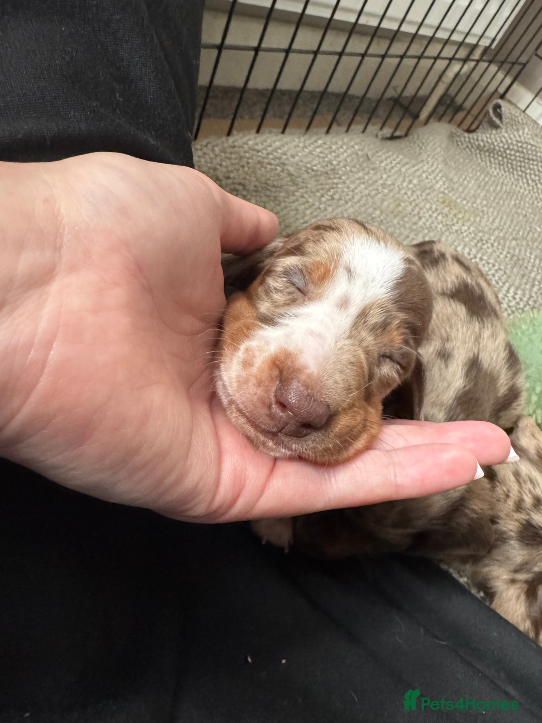 Miniature Dachshund dogs for sale: Miniature dachshund puppies  - Image 3