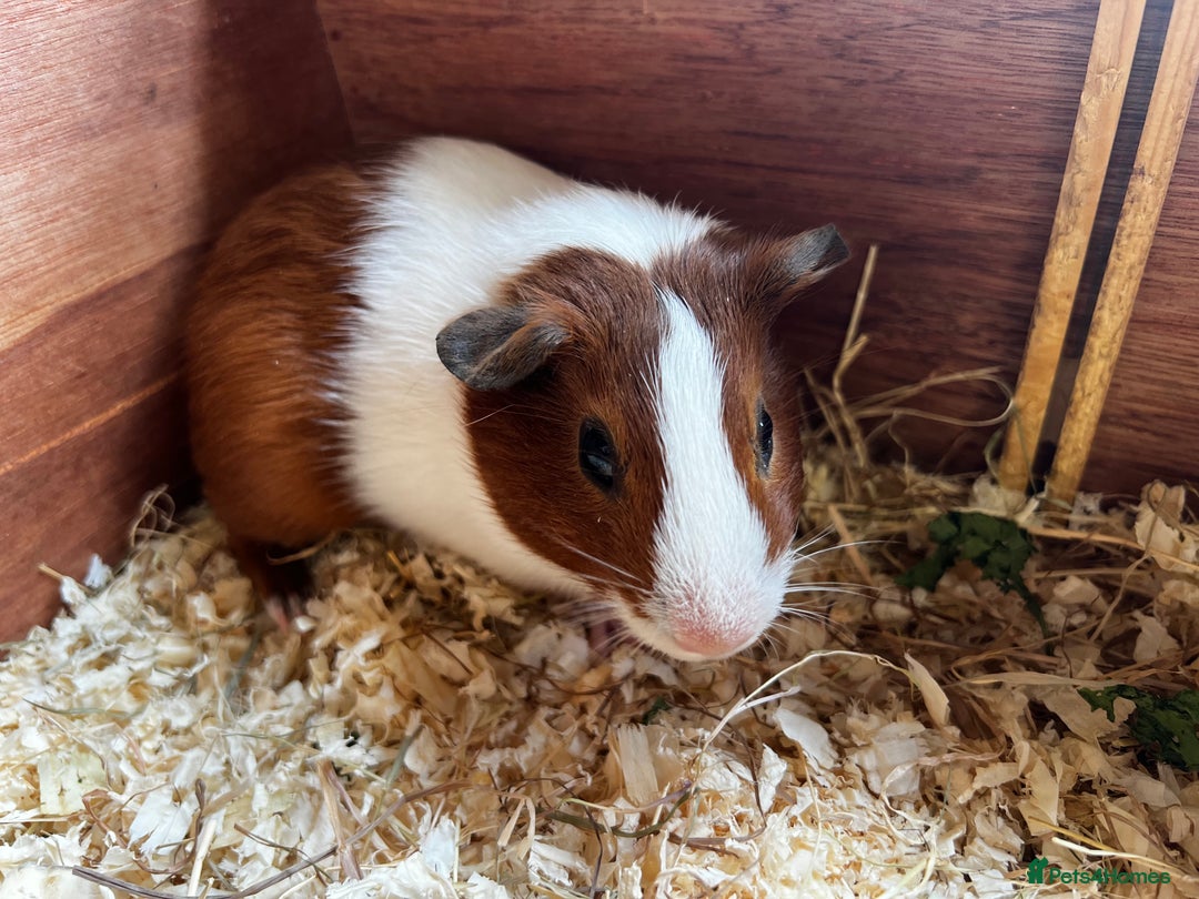 Guinea Pig rodents for sale: Dutch Sows/girls - Image 11