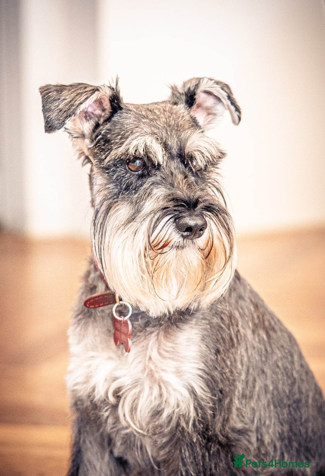 Miniature Schnauzer dogs for stud: Merlin the Magnificent  - Advert 8