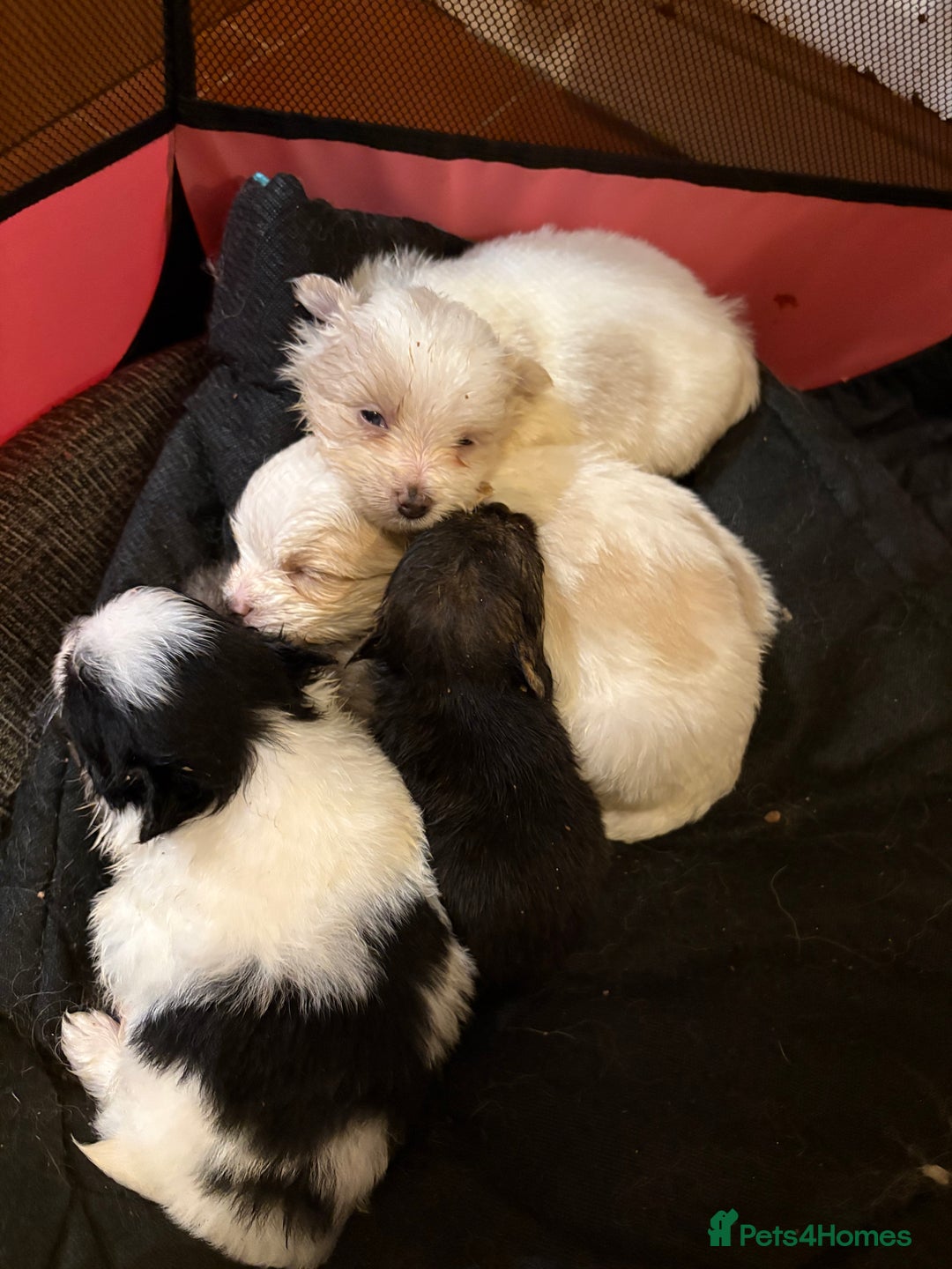 Mixed Breed dogs for sale: Mixed breed puppies - Advert 2