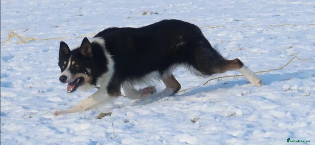 Border Collie dogs for stud: ISDS & KC, well proven, health tested clear stud in Darlington - Advert 5