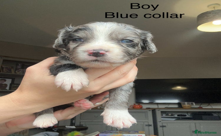 Mixed Breed dogs - Advert 8