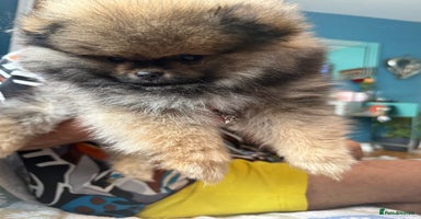 Pomeranian dogs - Advert 5