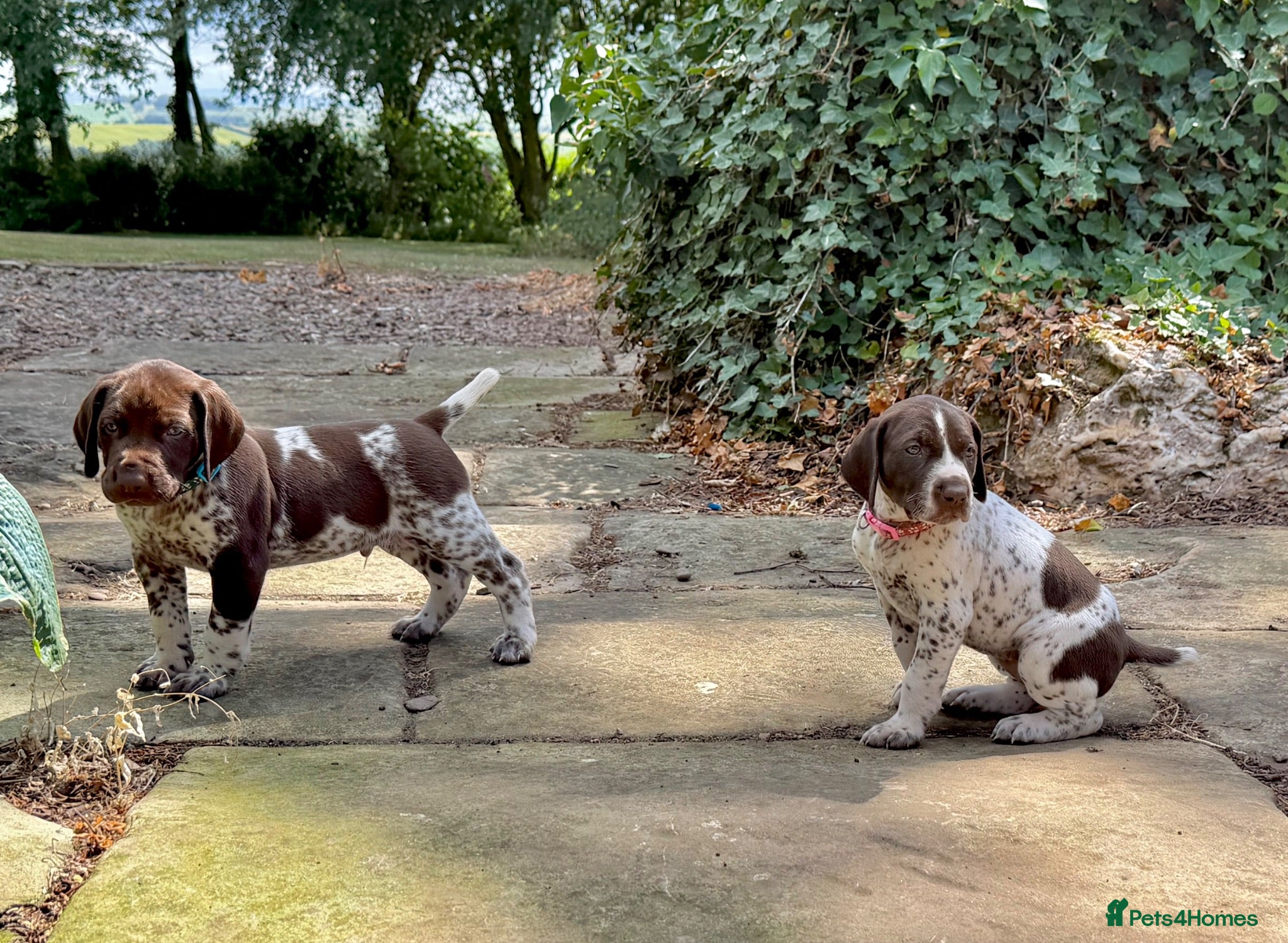 German Shorthaired Pointer dogs KC Registered German Shorthaired Pointer Puppies - Advert 2