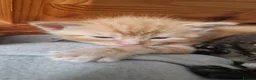 Mixed Breed cats for sale: Miss  - Advert 7