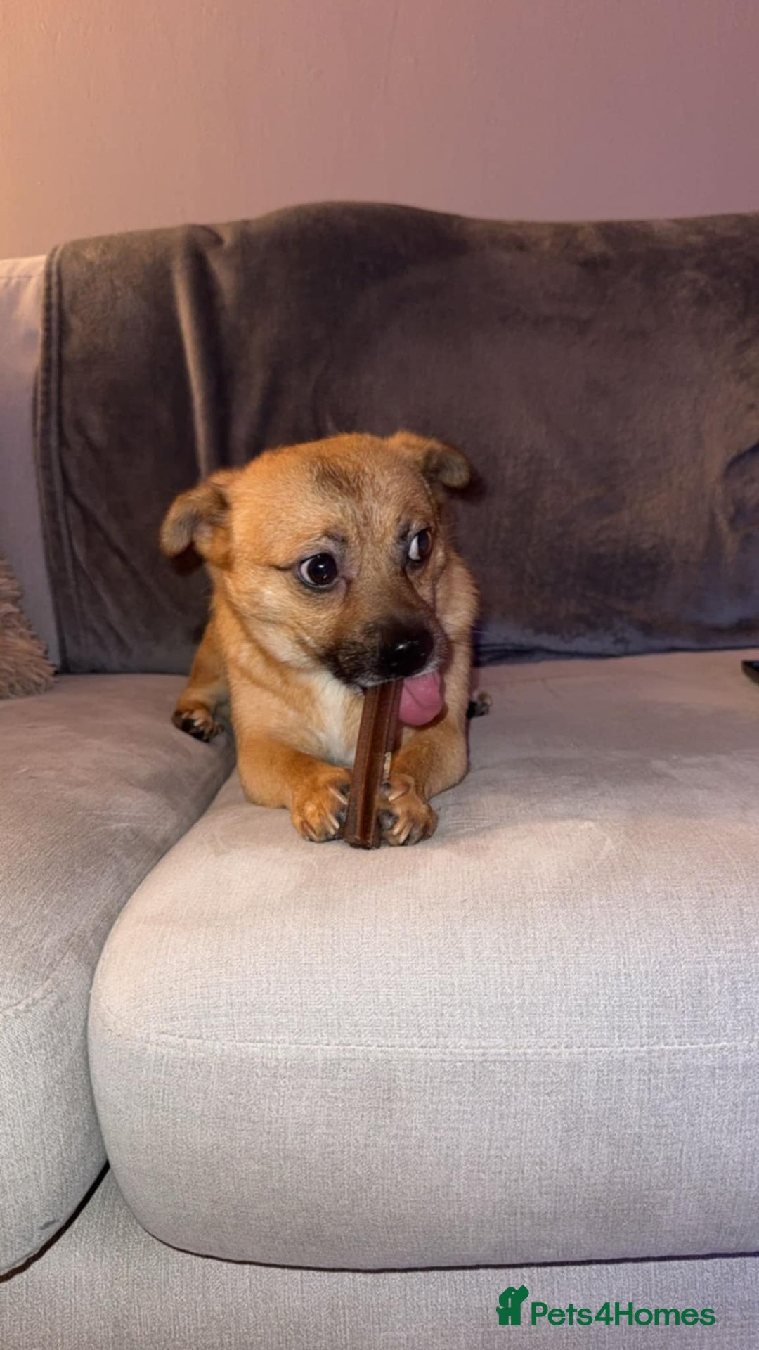 Mixed Breed dogs for adoption: TED   - Advert 2