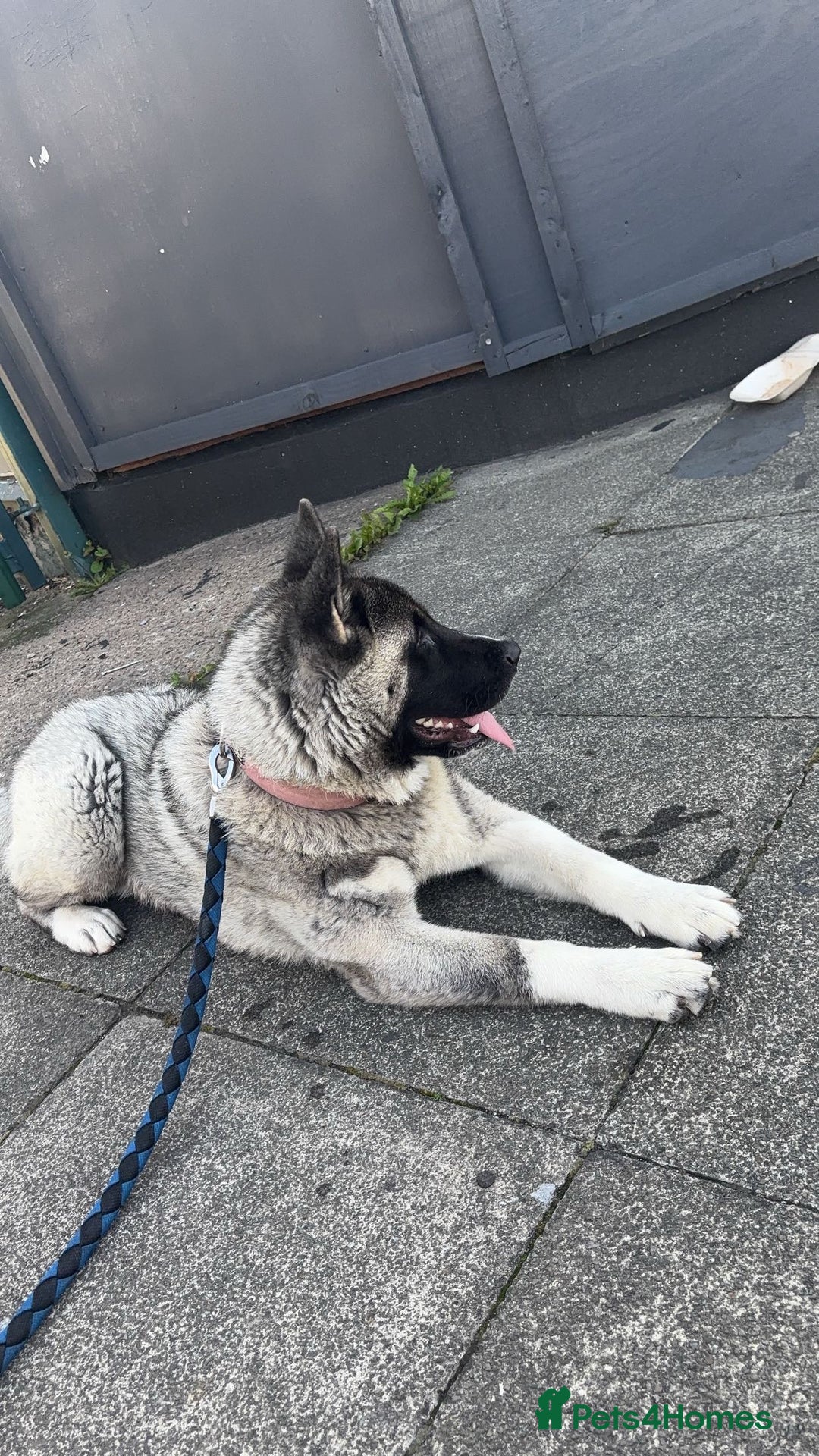 Huskita dogs for sale: America Akita puppy - Image 1