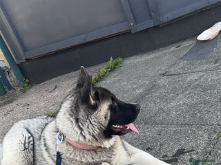 Huskita dogs - Advert 8