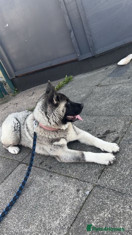 Huskita dogs - Advert 13