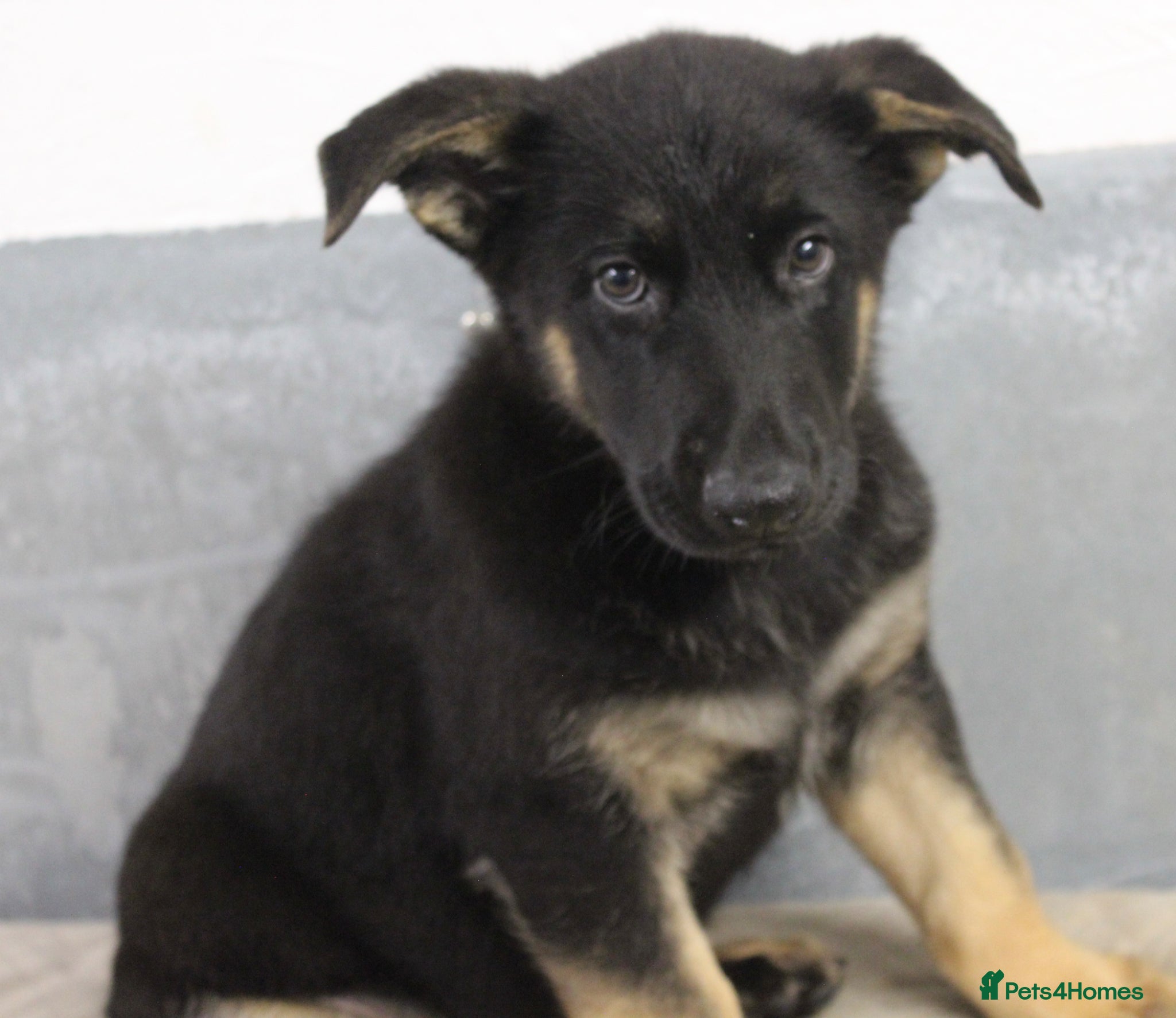 German Shepherd dogs for sale: German Shepherd Puppies  - Advert 14