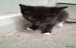British Shorthair cats for sale: Kittens  - Image 5