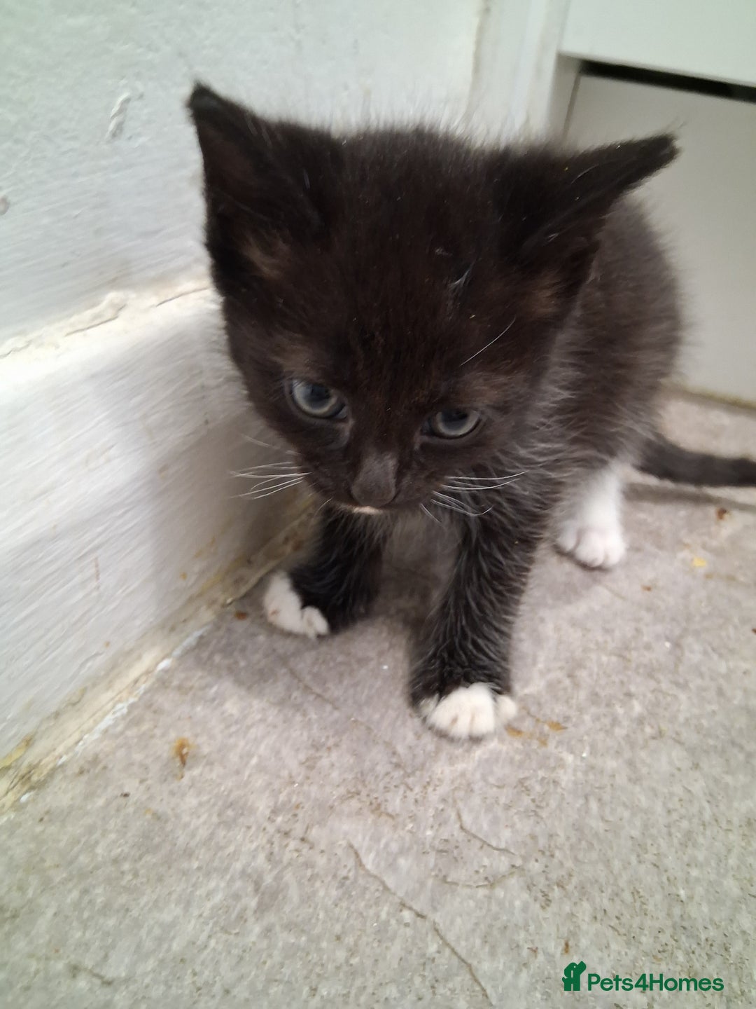 British Shorthair cats for sale: Kittens  - Image 5