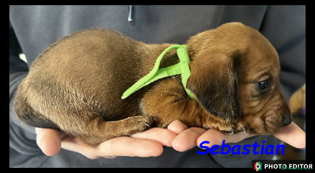 Dachshund dogs for sale: Beautiful Dachshunds ❤️❤️ - Advert 25