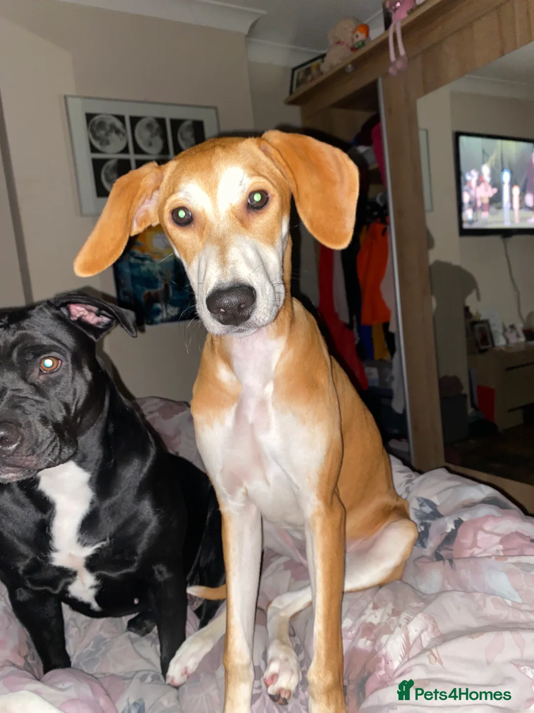 Mixed Breed dogs for sale: Beautiful pup  - Advert 10