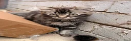 Ragdoll cats for sale:  Cherubim Ragdoll Kittens  - Advert 3