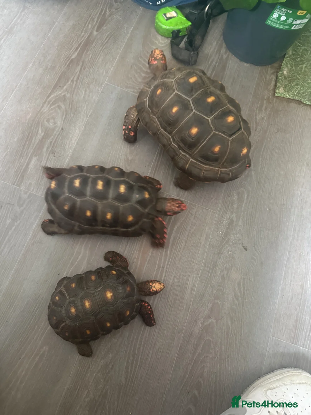 Tortoise reptiles for sale: Trio red footed tortoises - Advert 17