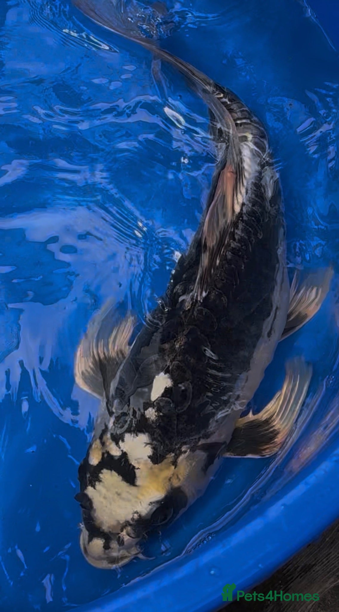 Koi Carp fish Incredible Large Japanese Dragon Koi - Advert 7